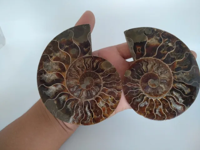 Cheap A pair of natural conch fossilized specimens from Madagascar beautifully arranged Cheap A pair of natural conch fossilized specimens from Madagascar beautifully arranged