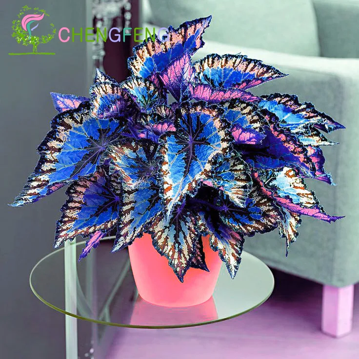 

100pcs Janpanse Bonsai Coleus Plants Foliage Plants Perfect Color Rainbow Dragon Plants Beautiful Flower Plant Garden