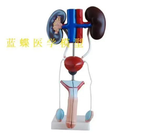 Male urogenital system anatomy model human urological | Канцтовары для офиса и дома