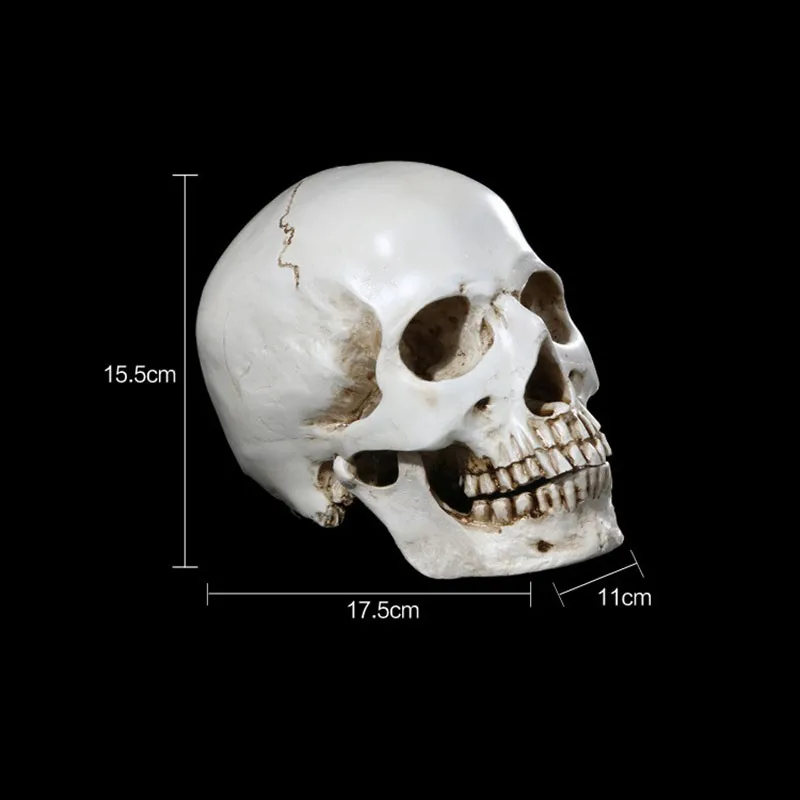 online shop 1pc resin skull statue figurine human shaped skeleton head halloween decor aliexpress mobile - Halloween Skeleton Head online shop 1pc resin skull statue figurine human shaped skeleton head halloween decor aliexpress mobile - Halloween Skeleton Head