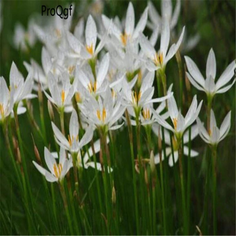 

Prodgf 50Pcs A Set White Zephyranthes
