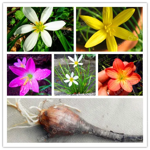 

2Bulb Zephyranthes Candida (onion Orchid Bulb) Easy Planting, Balcony Fun Indoor Outdoo Flower Pots Plant