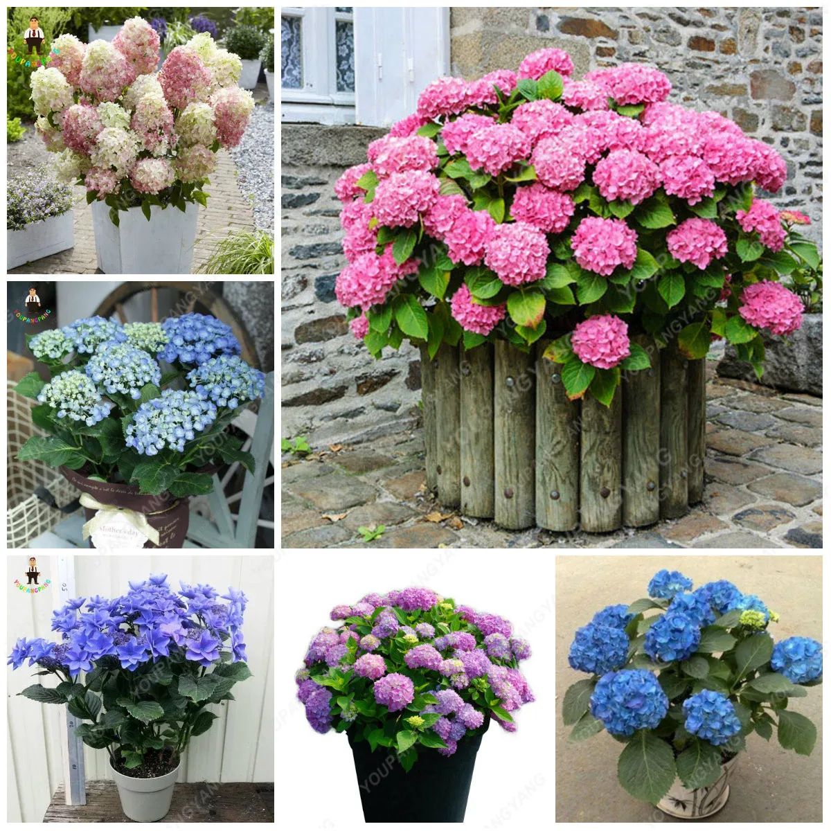 Free Shipping 30pcs Hydrangea Bonsai Hydrangea paniculata Vanilla