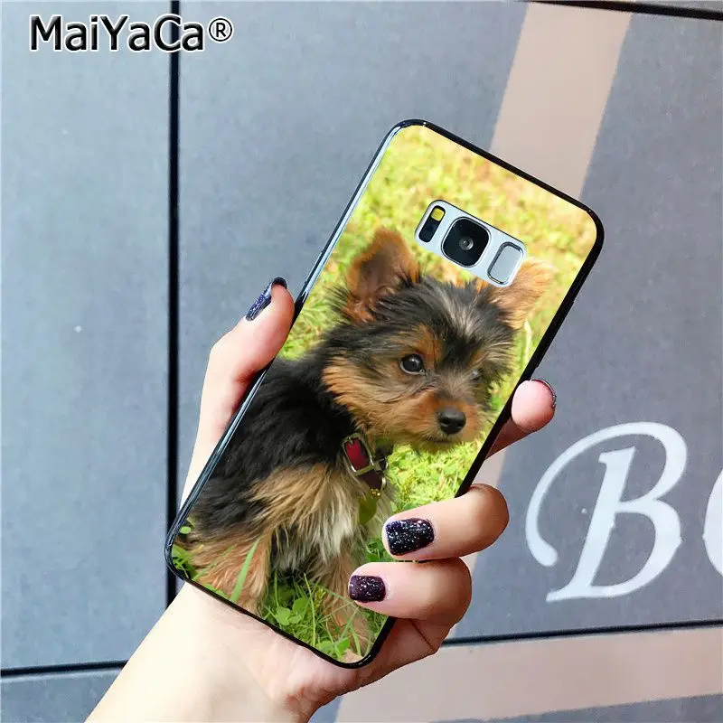 yorkshire terrier dog puppy