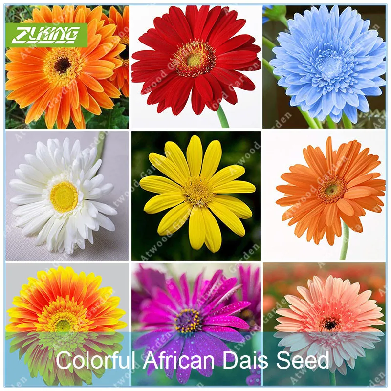 

Zlking 100pcs Artificial Gerbera Flowers Rich colors Perennial Flower Bonsai Plants Easy To Grow for Home Garden Potted
