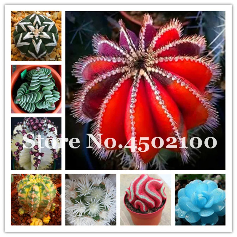 

100pcs Exotic Cactus Bonsai Japanese Beauty Succulents Plants Flower Indoor Plantas Perennial Cacti Flowers Garden Pots