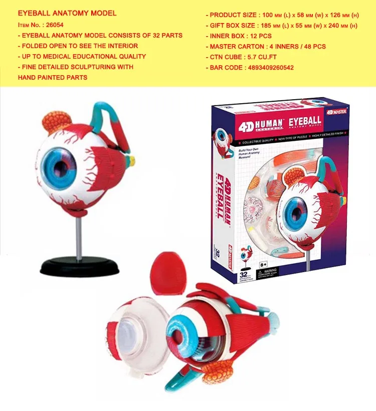 EYEBALL ANATOMY MODEL