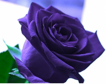 true blood black rose