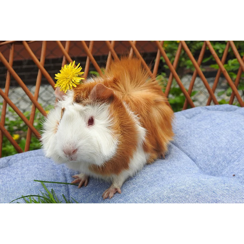 rodent-3361256_960_720