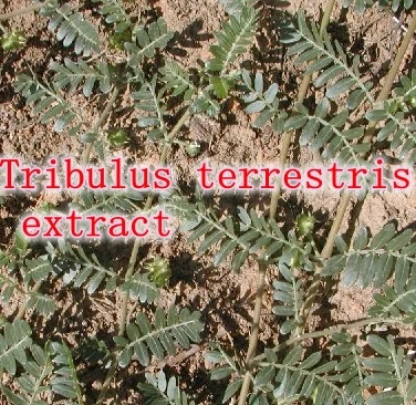 Hotsale 1bottles Tribulus Terrestris Extract (90% Saponins) Caps 500mg 90 counts free shipping |