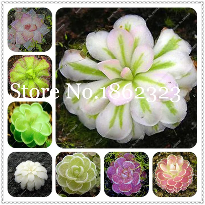 

Best-Selling! 100 pcs Potted Insectivorous Plant Bonsai Dionaea Muscipula Giant Clip Venus Flytrap Plants Carnivorous Plant