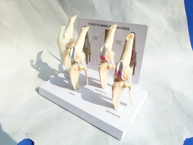 Canine остеоартрит 4-ступенчатый собачий коленный Канан/собака 4 этап артрит анатомия, анатомический модель скелета esqueleto Anatomy