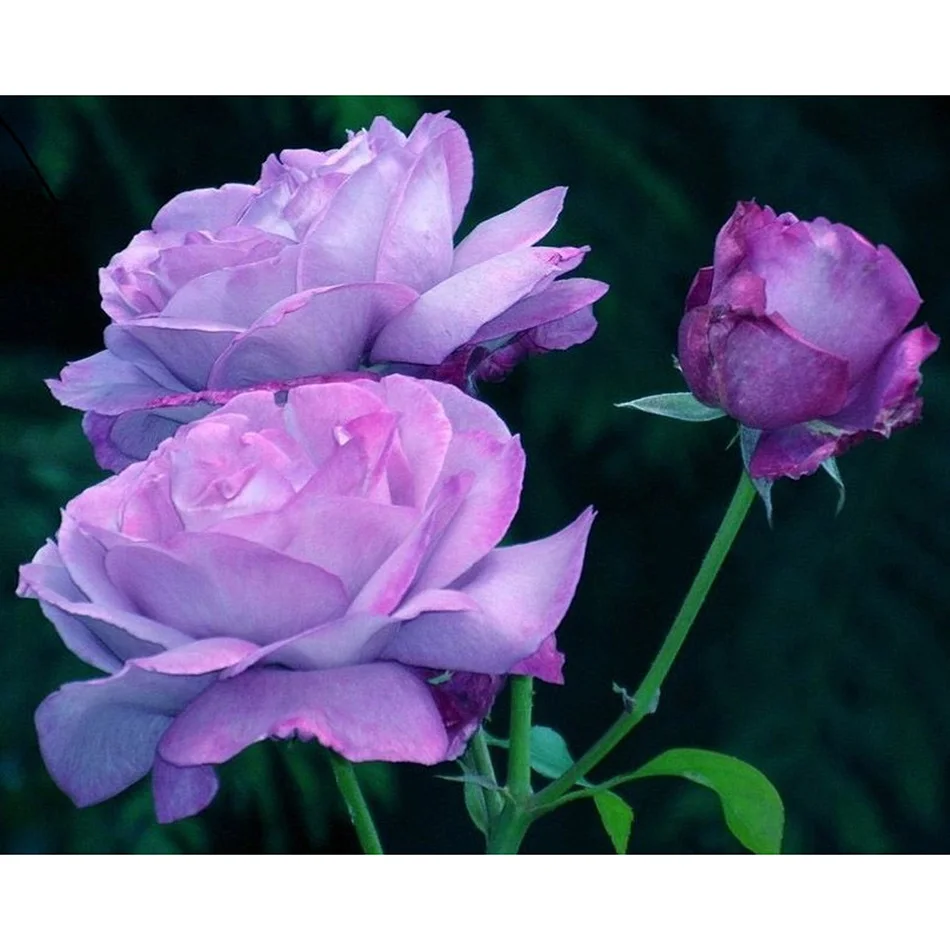

Sashiko Flowers Diamond Painting DIY 5D Full Round/square Cross Stitch Diamond Embroidery Patterns Home Decor Painting