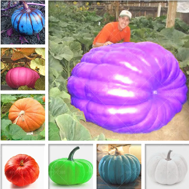 

Sale 20 Pcs Rare Pink Pumpkin Bonsai Vegetables In Bonsai Non-GMO Home Fruit Vegetable Bonsai DIY Plant Sementes For Garden