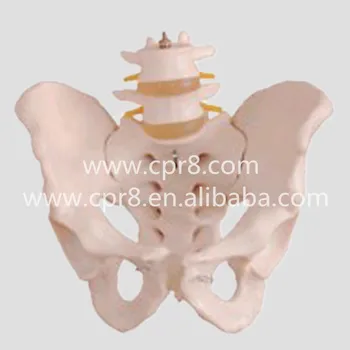 

BIX-A1027 Life-Size Pelvis Model With 2 Lumbar Vertebra Model Australia Freight Free, AU Freight Free WBW297