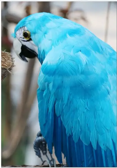 Новые творческие моделирования синий попугай модель полиэтилена и меха Птица Подарок около 50 см 0582