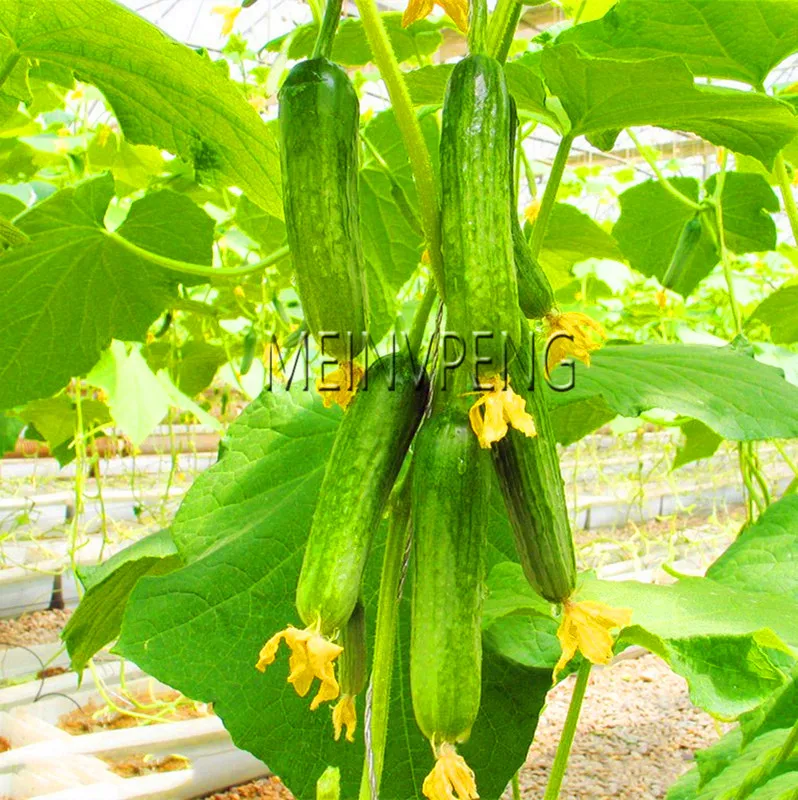 Лучшее предложение! Datura мини бонсай цветочное растение для домашнего сада посадки бругмансия Datura редкий цветок в горшках, 100 Флорес