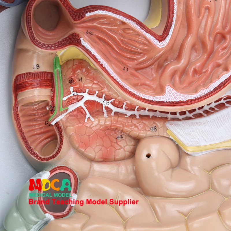 Модель пищеварительной системы человека желудочно-кишечный тракт раздел pharynx, ларинкс, Малый кишка и желудок анатомический медицинский учительский