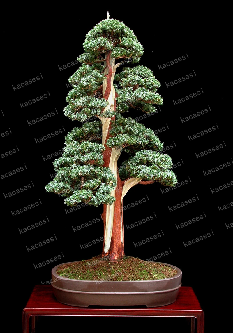 50 pcs/bag juniper bonsai tree potted flowers office bonsai purify the air absorb harmful gases juniper garden