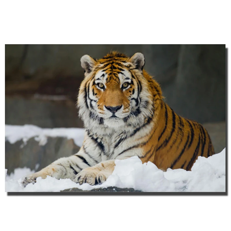 New Square HD Tiger Animal Wall Hanging Home Decorative Framed Picture CLEARANCE 