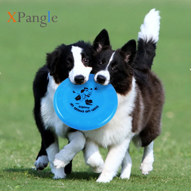 toy border collie puppies