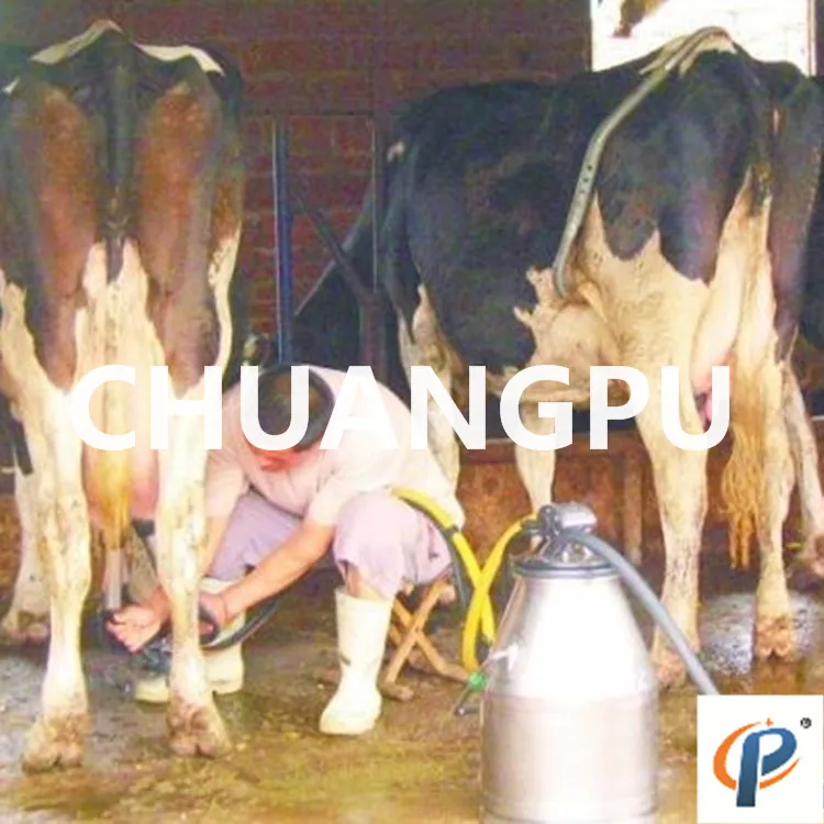 Откидная палочка для крупного рогатого скота из нержавеющей стали|cow cattle|cattle cow |