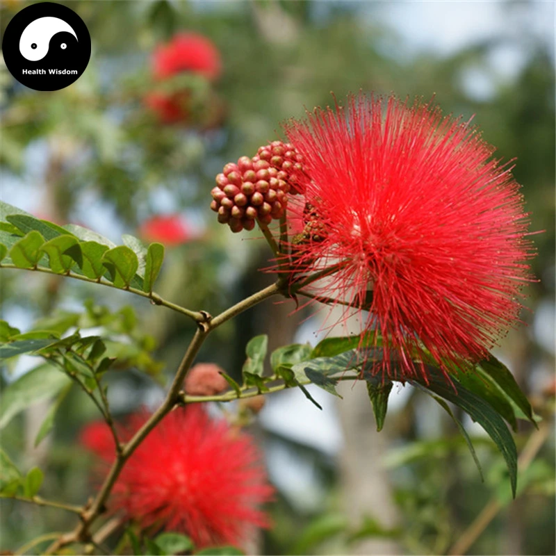 

Buy Albizia Julibrissin Tree Semente 30pcs Plant Silk Tree Siris Acacia Sponge