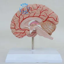 И класс «Люкс» обучающая модель человеческого мозга, модель правого мозга человека с черепным нервом