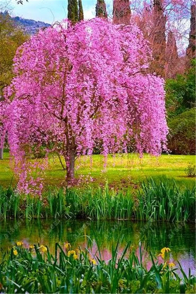 bonsai 10 PCS japanese sakura plants rare Japanese cherry Blossoms Pink flowers in indoor plant bonsai tree bonsai 10 PCS japanese sakura plants rare Japanese cherry Blossoms Pink flowers in indoor plant bonsai tree