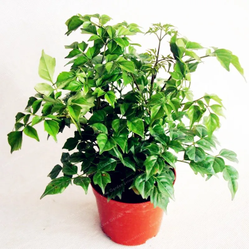 

Hedera nepalensis Bonsai 50pcs No Care Decorative Plant 100% Green Ivy Bonsai Potted Plants Anti-radiation Ultraviolet Ray