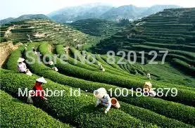 

Chinese Green Tea Tree CAMELLIA SINENSIS Plants GROW YOUR OWN TEA LEAVES