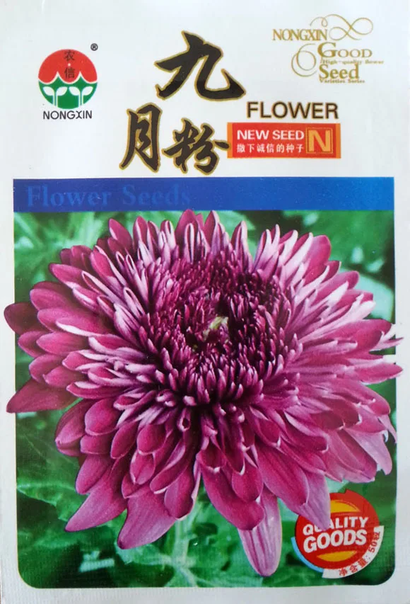 Image 1 Original Pack, Approx 50 Seeds   Pack, Beautiful Garden Flowers  September Chrysanthemum Big Blooming Flower Seeds,