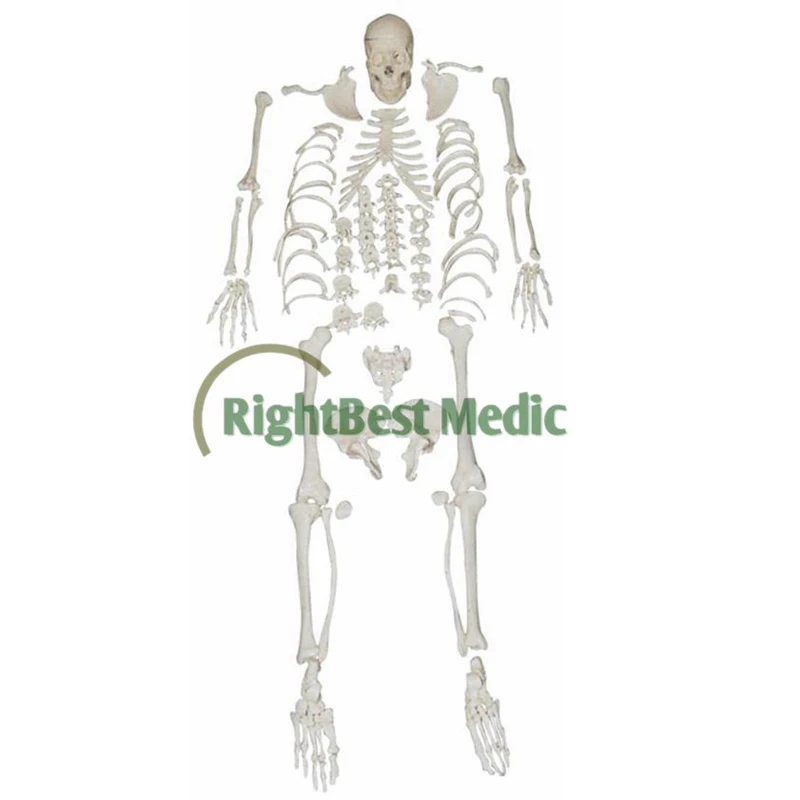 Human Life-size model Disarticulated skeleton with skull model Skeleton model