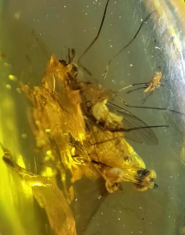 Cretaceous unique gadfly with sucker burmite Untreated Myanmar Amber insect 100 million year lynx stone mens jewelry accessory Jewelry Findings