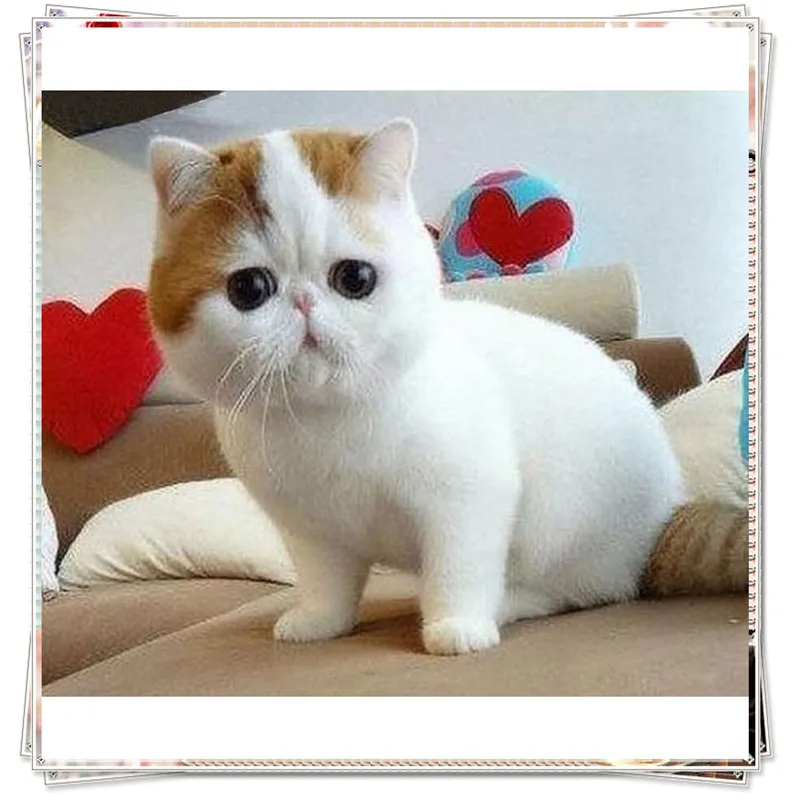 Японская Кошка Фото