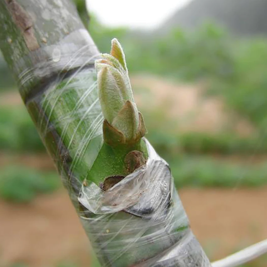 2 см 2,5 см 3 см ширина прививочная лента самоклеящаяся сельскохозяйственная лента для фруктового дерева пластиковая прозрачная стрейч-пленка повязки для прививки