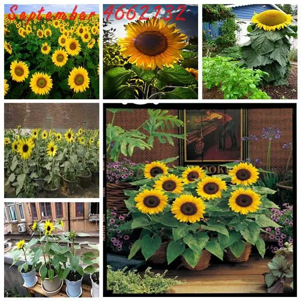 

20 Pcs Sunflower Bonsai Ornamental Flower Bonsai Potted Plants Helianthus For Garden Balcony Flower Sementes Free shipping