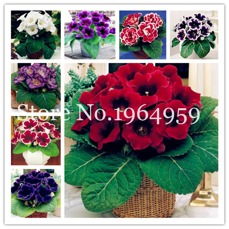 

100 Pcs Dark Red Gloxinia Sinningia Speciosa Indoor Bonsai, Mix Colors Perennial Beautiful Flower For Diy Home Garden Supplies