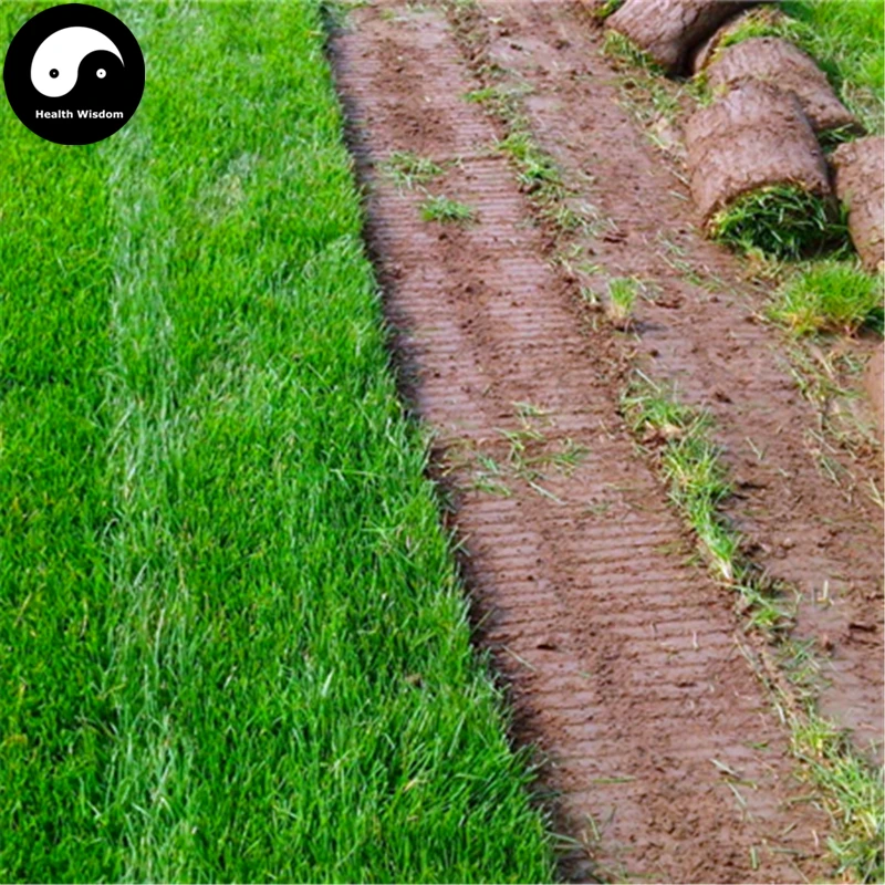 

Buy Tall Fescue Grass Semente 2000pcs Plant Evergreen Lawn Grass Festuca Ovina