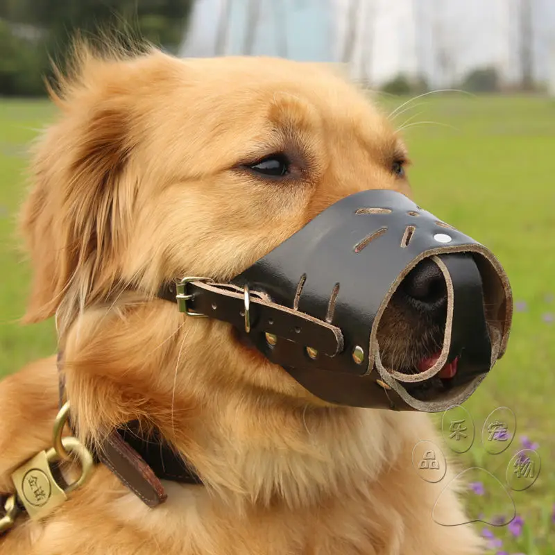 petsmart muzzle