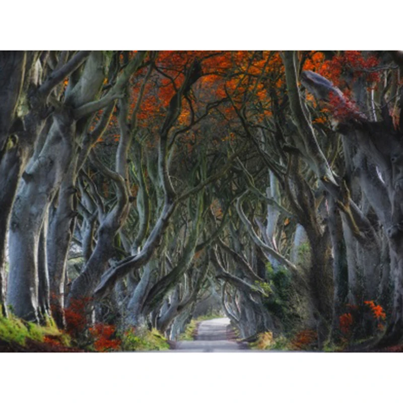 dark_hedges_beech_trees_northern_ireland-t2