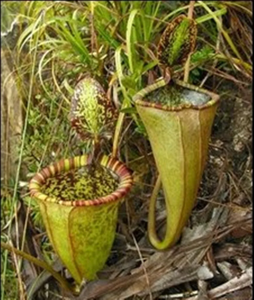 Insectivorous plants - exotic in your home Insectivorous plants - exotic in your home