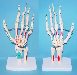 Цветной 1:1 ЖИЗНЬ размеры человека рука совместное скелет кости анатомическая модель наручные Vola Palm спецодежда медицинская обучение