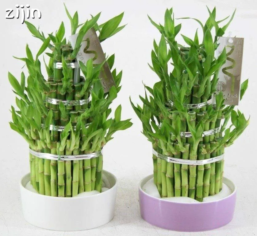 выращивание бамбука. монастырский бамбук. бамбук драцена сандера. выращивание бамбука. драцена сандера счастливый бамбук.