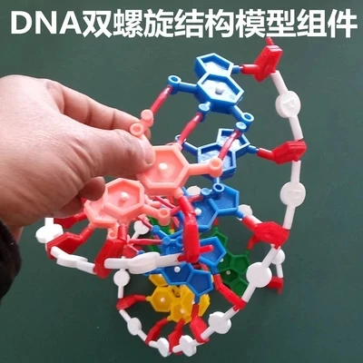 Модель Компоненты из двойная спираль ДНК Структура Chromosome Структура компонент модели нуклеотидов