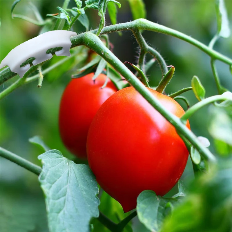 60pcs Tomato Fruit Stalk Strengthening Retaining Clip Clip Cherry Tomatoes Kink Support Fruits And Small Twigs Snap