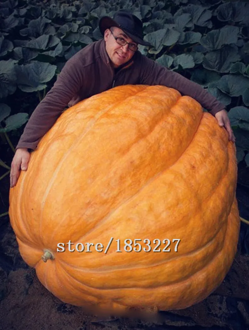 HTB1Hb6_MpXXXXbGXpXXq6xXFXXXd