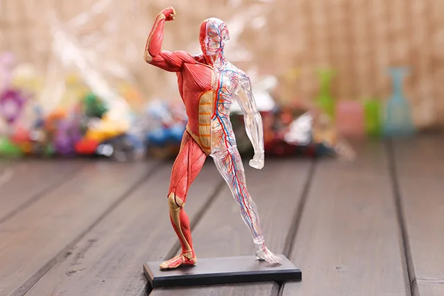 

4D model assembled model of human muscle anatomy model anatomical model free shipping