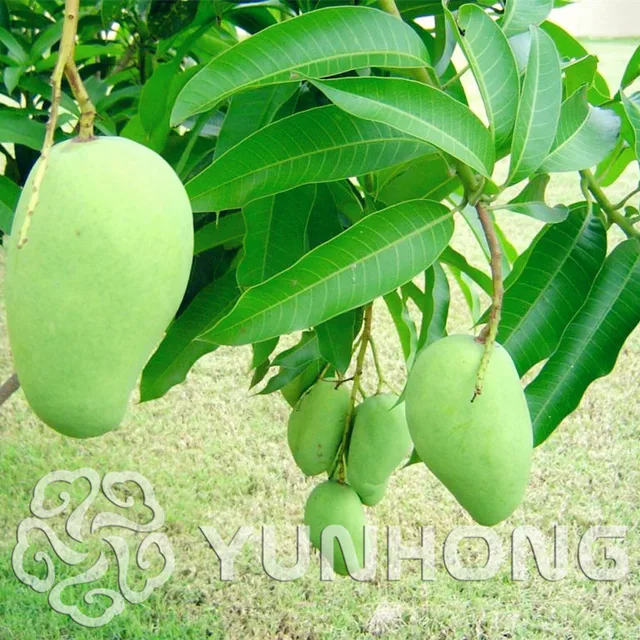2 pcs Mango Bonsai Mini Mango Tree Bonsai Tree Bonsai Organic Fruits