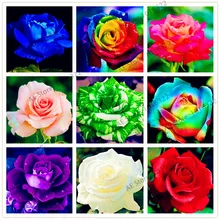 200 шт Редкие розы Флорес, семена многолетника для внутренних помещений бонсай растения Цветочные плантации, для дома и сада, радужная Роза